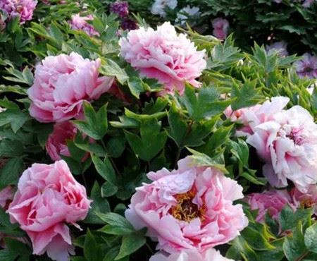 Chinese herbaceous peony